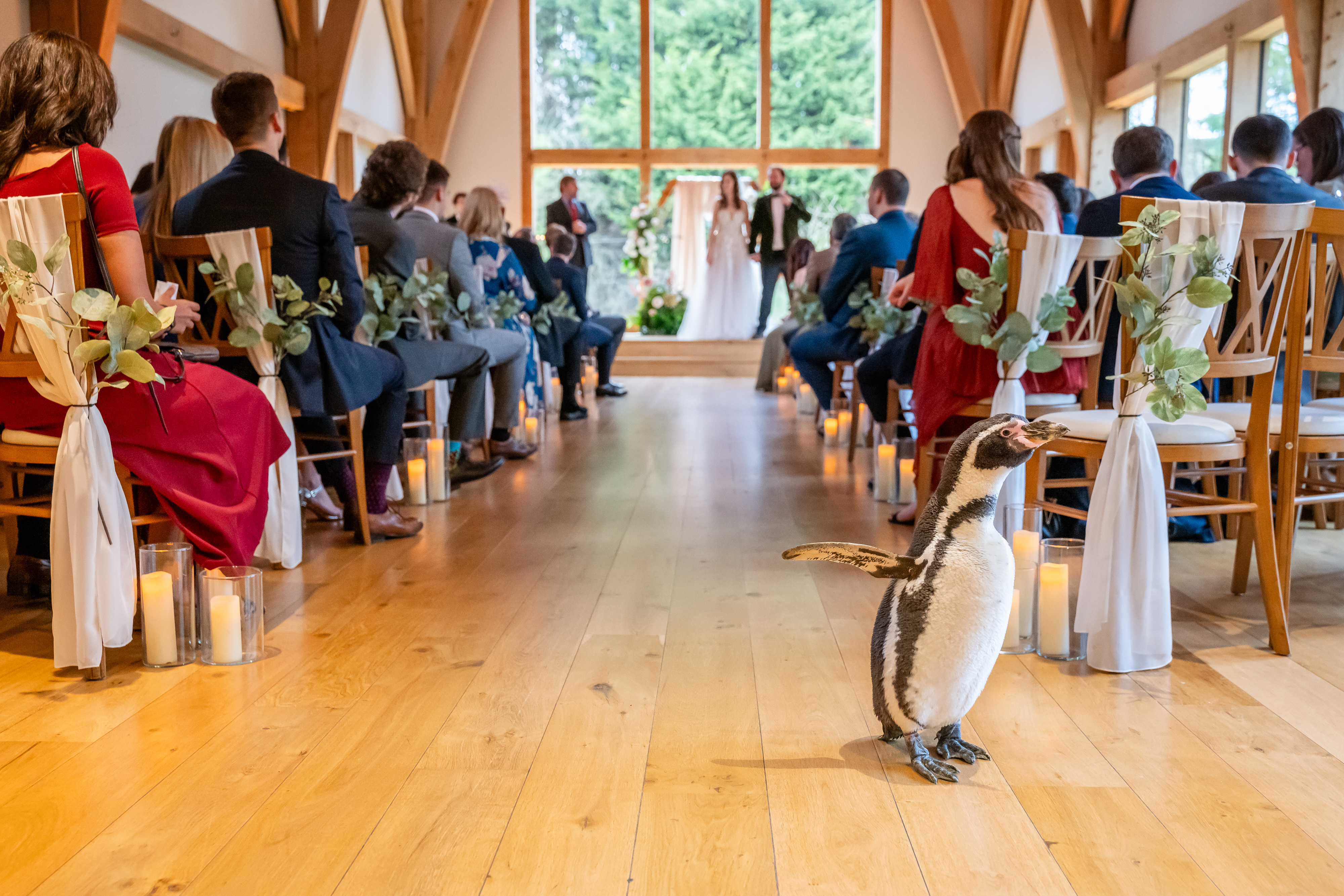 Pringle the Humboldt showed up at Tom and Jen Loveland's wedding in Shropshire