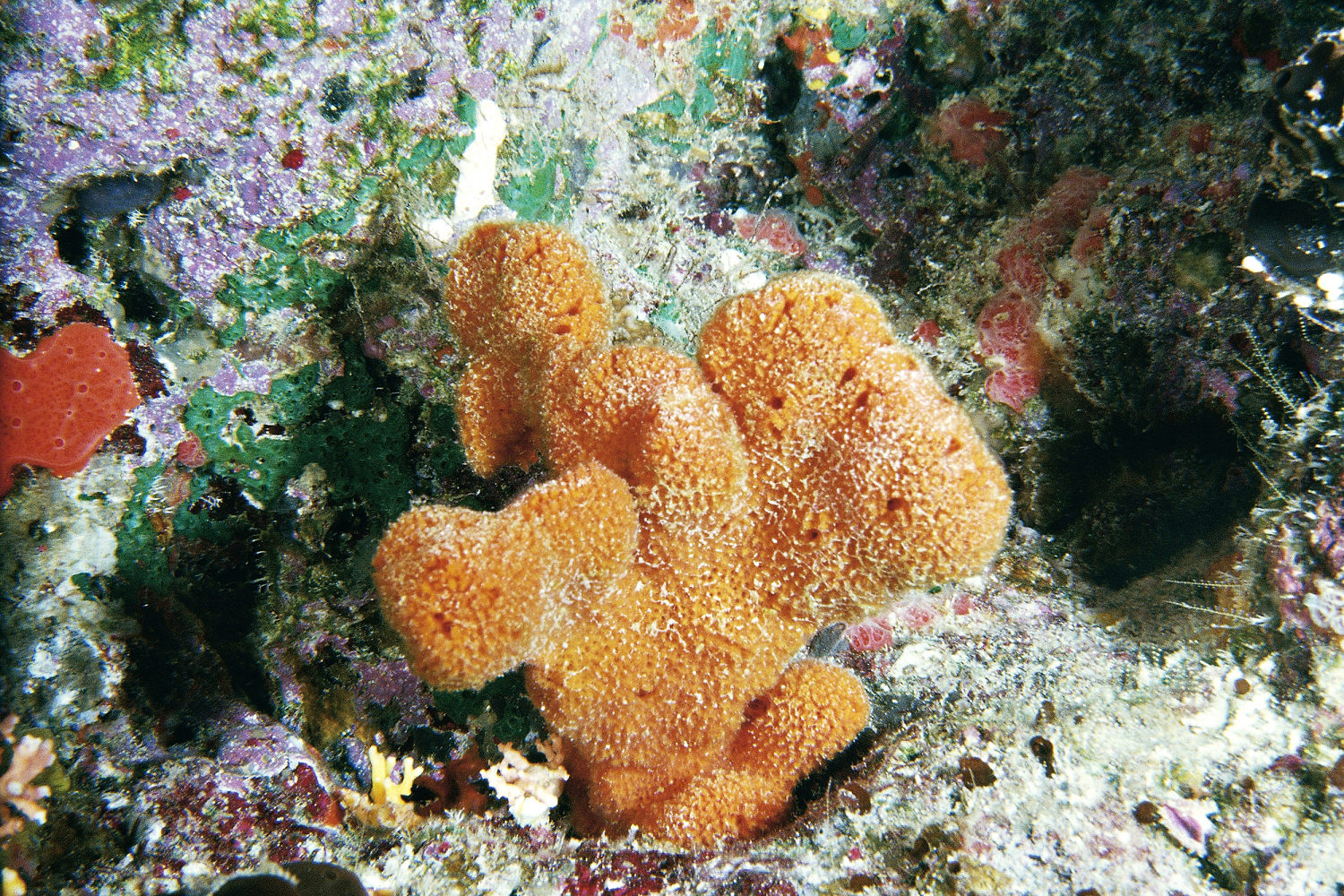 Sea Sponges