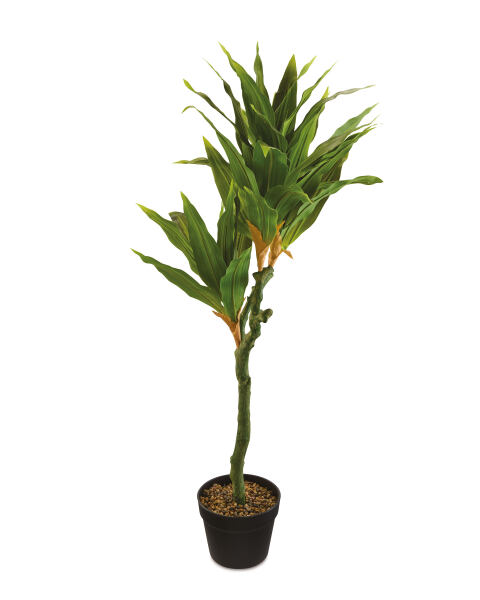 Bring some nature indoors and brighten up your home with this large plant selling for £8.99