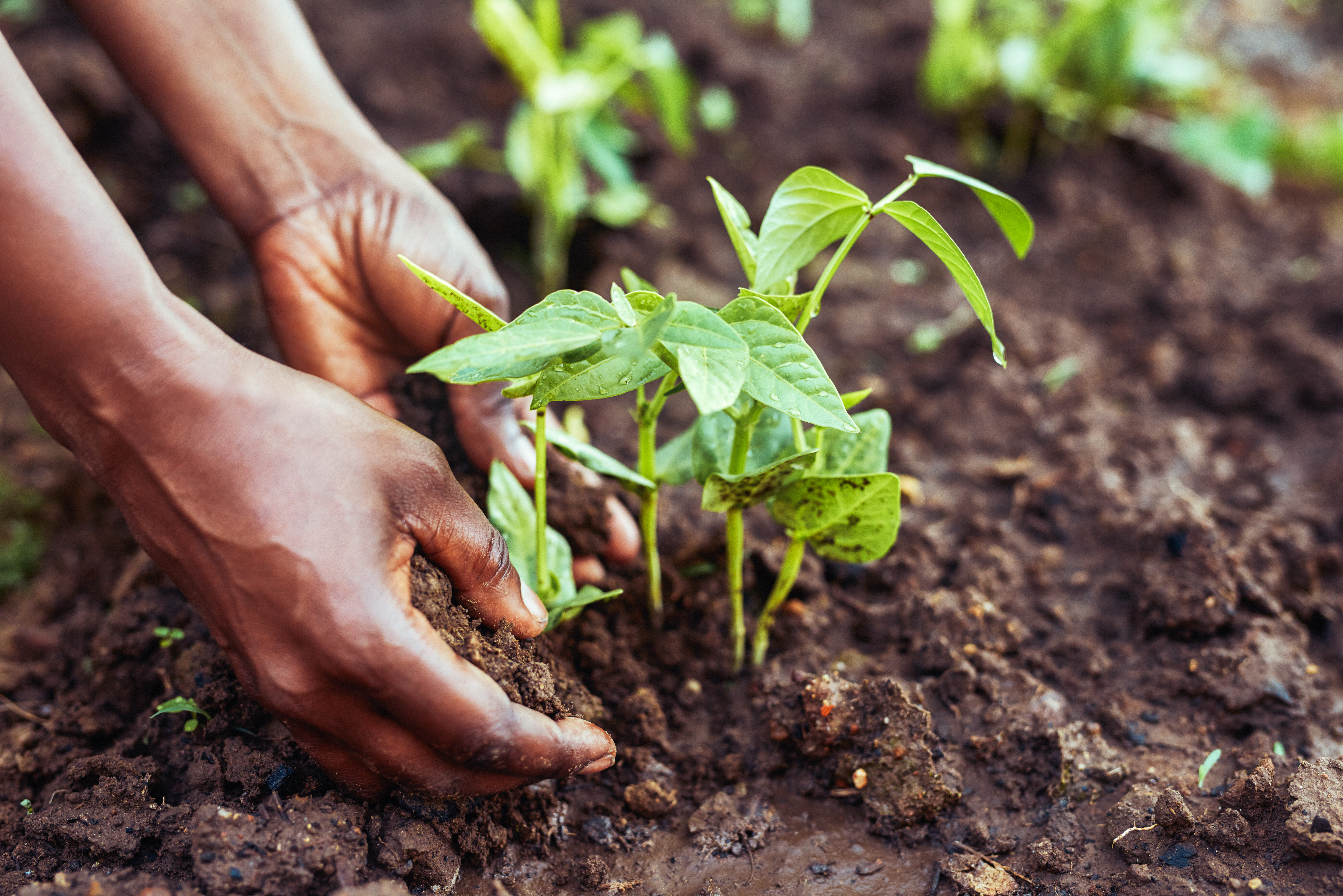 Gardening expert Fiona Jenkins gave her two cents on how to cultivate kitchen staples (stock photo)